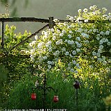 rosier Iceberg au jardin typ medieval.JPG